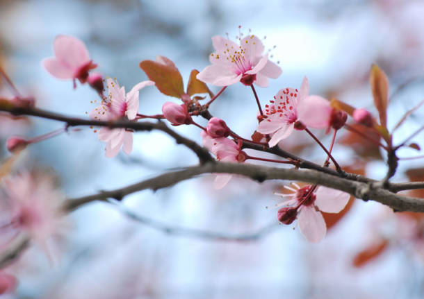 fiori di pesco