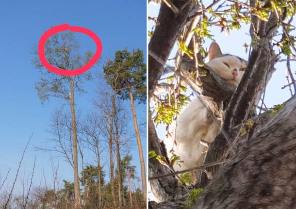 Gatto intrappolato su un albero a Milanello