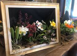 Mostra di orchidee in Famiglia Legnanese