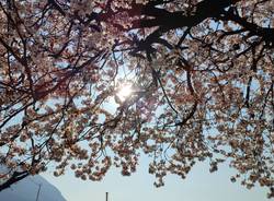 Primavera a Caldè