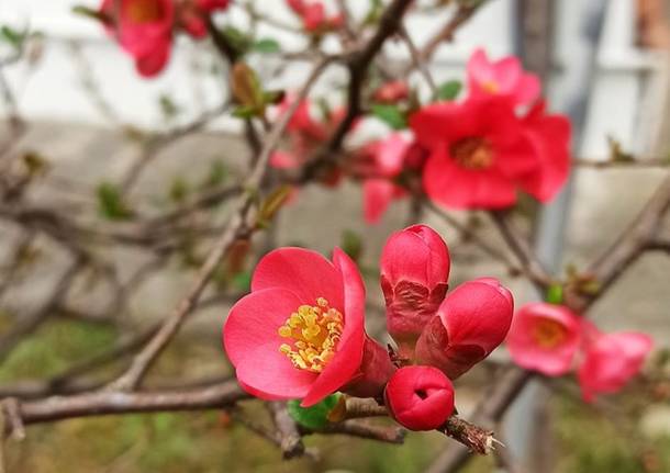 primi fiori di primavera - foto dei lettori da Oggi nel Varesotto