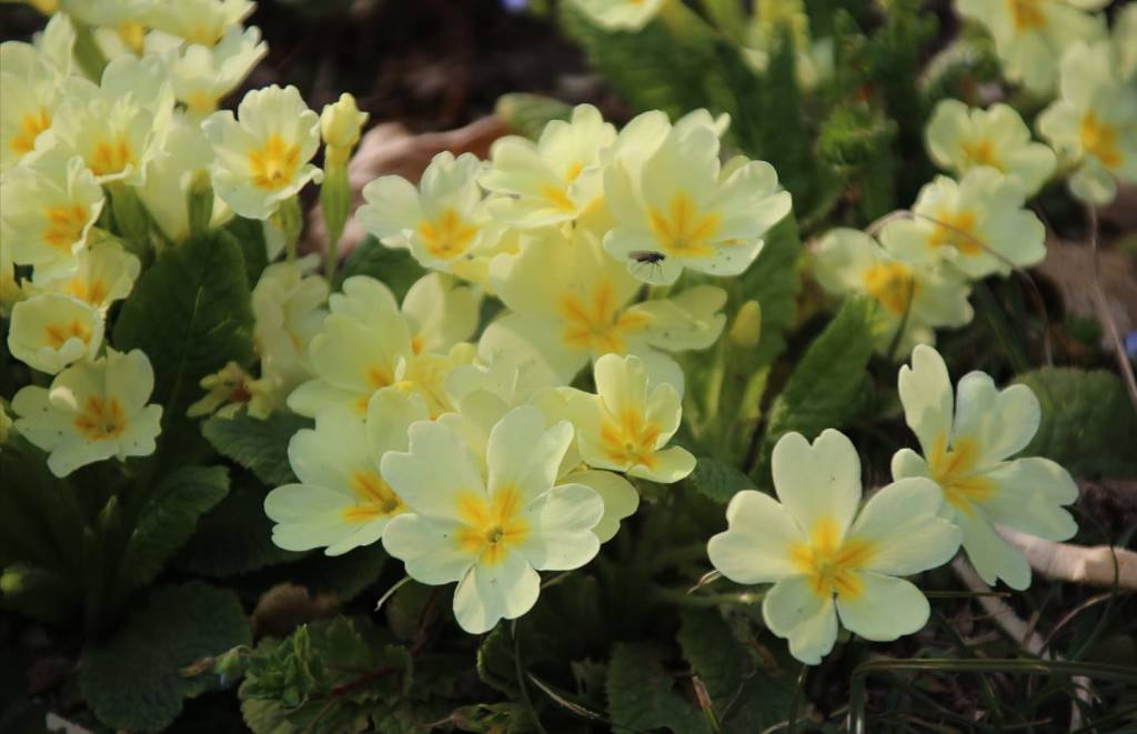 primi fiori di primavera - foto dei lettori da Oggi nel Varesotto