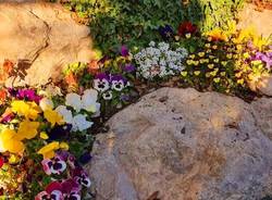primi fiori di primavera - foto dei lettori da Oggi nel Varesotto
