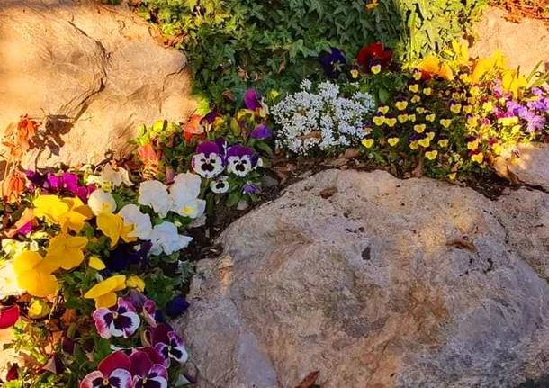 primi fiori di primavera - foto dei lettori da Oggi nel Varesotto