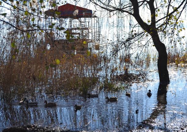 Scenari del lago di Varese alla Biennale di Venezia