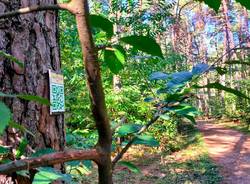 Un librogioco nel parco Pineta per conoscerlo divertendosi