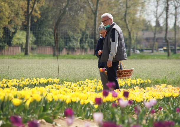 470 mila tulipani in fioritura: Edwin porta un pezzo di Olanda ad Arese