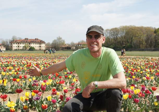 470 mila tulipani in fioritura: Edwin porta un pezzo di Olanda ad Arese