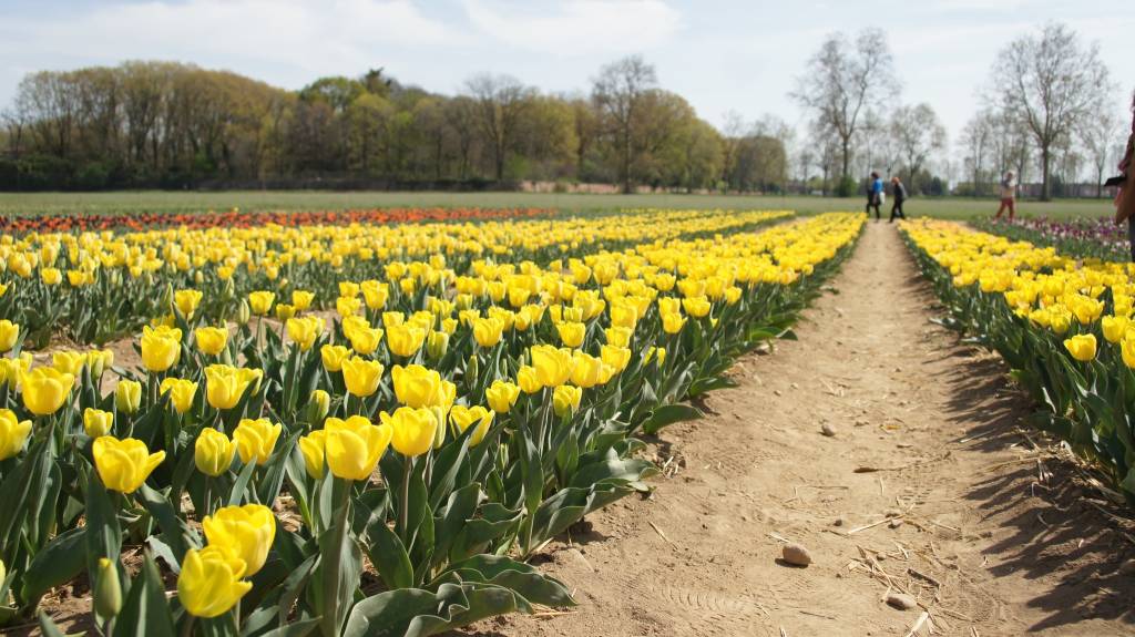 470 mila tulipani in fioritura: Edwin porta un pezzo di Olanda ad Arese