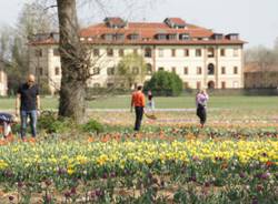 470 mila tulipani in fioritura: Edwin porta un pezzo di Olanda ad Arese