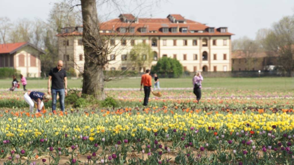 470 mila tulipani in fioritura: Edwin porta un pezzo di Olanda ad Arese