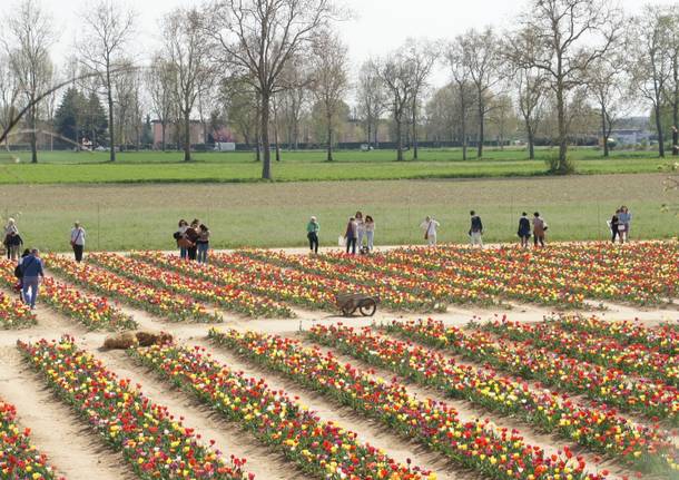 470 mila tulipani in fioritura: Edwin e Nitsuhe portano un pezzo di Olanda ad Arese