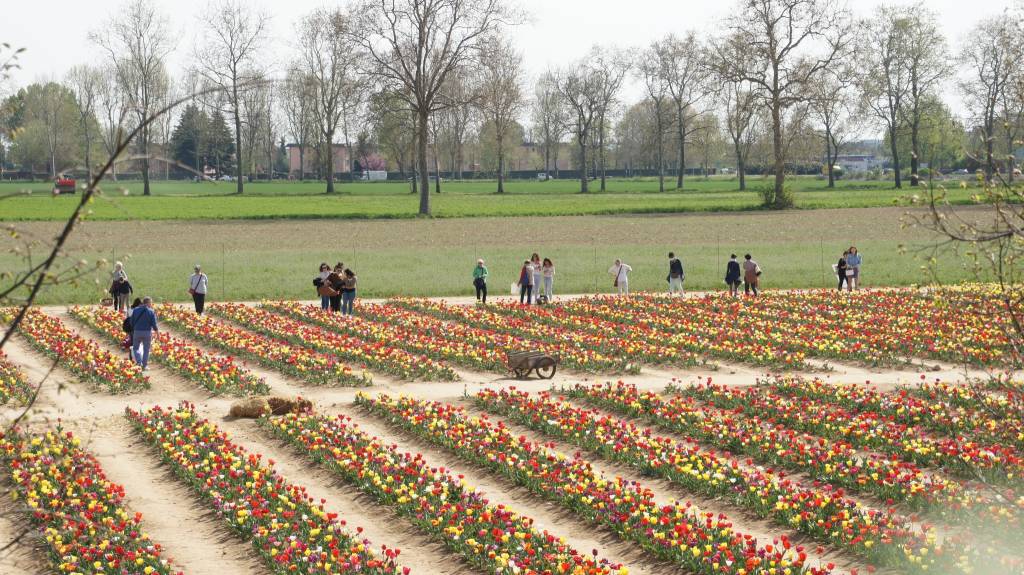 470 mila tulipani in fioritura: Edwin e Nitsuhe portano un pezzo di Olanda ad Arese