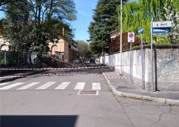 albero caduto in via dell'acqua 