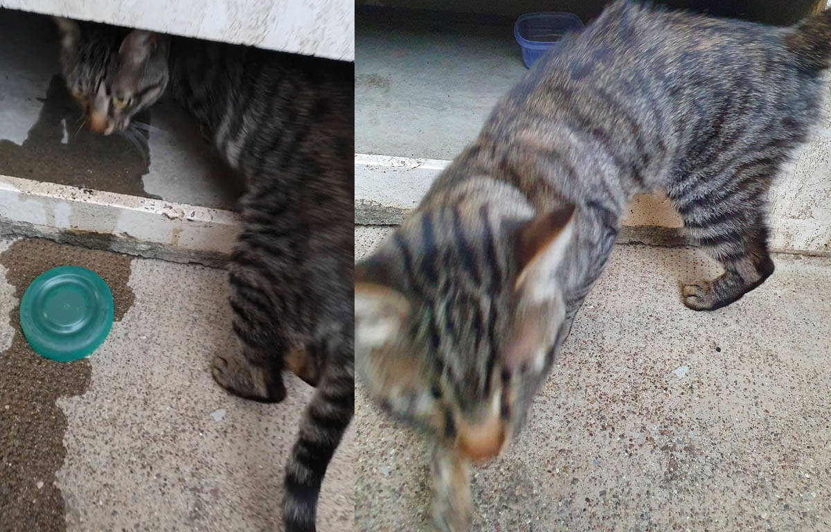 Trovato gatto presumibilmente smarrito