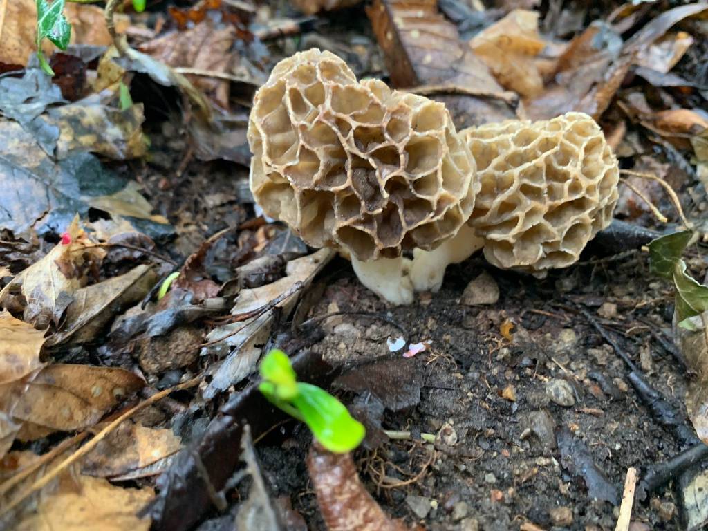 I boschi di primavera