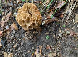 I boschi di primavera