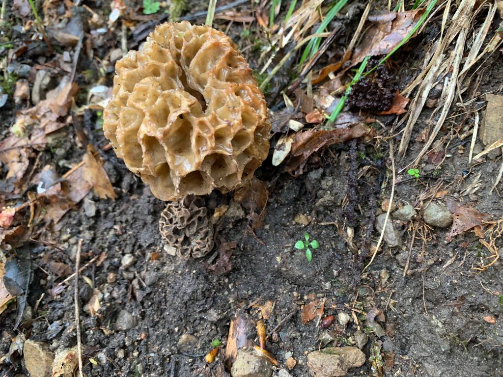 I boschi di primavera