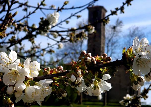 Casciago, Sant’Eusebio si colora di primavera