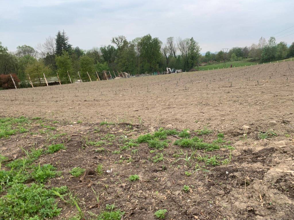 Crescono le vigne a Casciago
