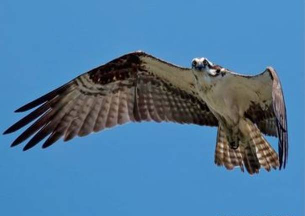falco pescatore (foto di Riccardo Lattuada)