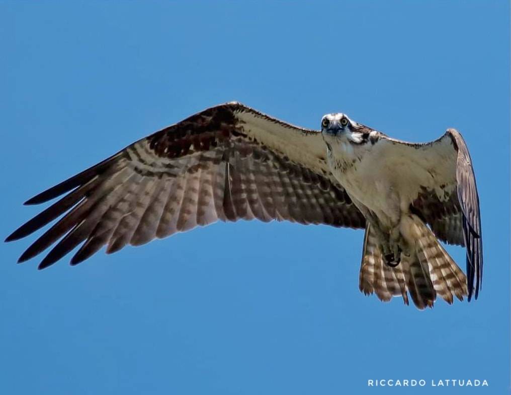 falco pescatore Riccardo lattuada