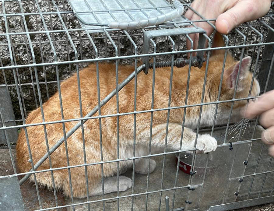 Gatto bloccato su un tetto a Casorezzo