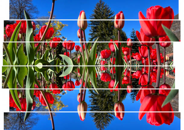 “Geometric photo” dei meravigliosi fiori di questa stagione