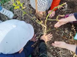 I bambini coltivano orto e mirtilli a capolago