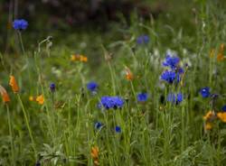 I colori della primavera 