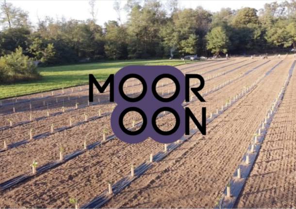 Mooroon, la rinascita della bachicoltura a Gallarate