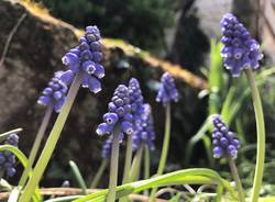 Muscari 