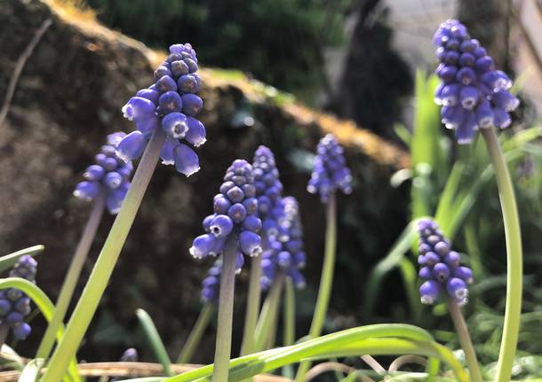 Muscari 