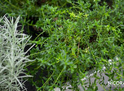 Nicora Garden - Orto 