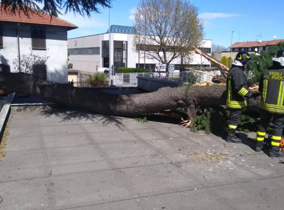 Ramo caduto nel posteggio di Tigros a Canegrate