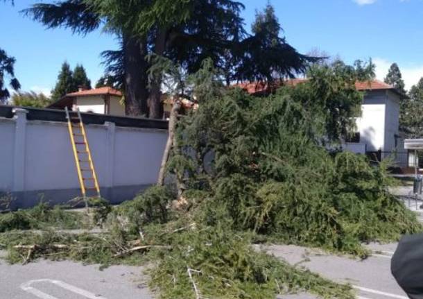 Ramo caduto nel posteggio di Tigros a Canegrate