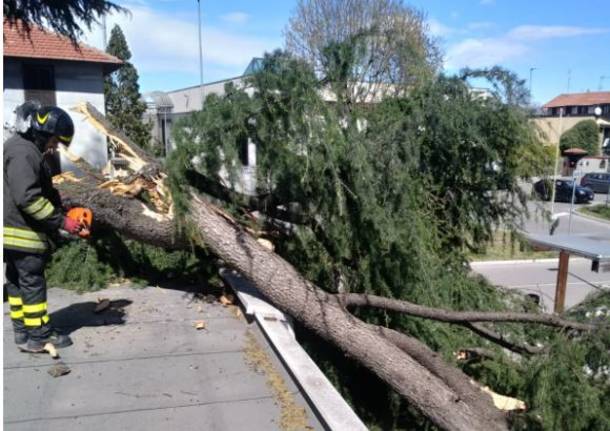 Ramo caduto nel posteggio di Tigros a Canegrate