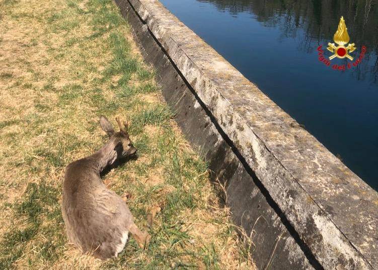 Recupero di un ungulato caduto in un canale industriale