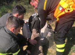 Recupero di un ungulato caduto in un canale industriale