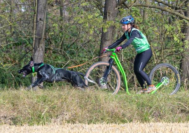 scooter joring