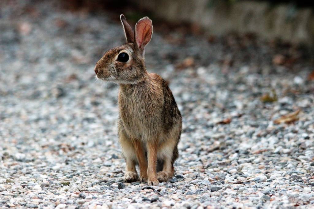 una lepre a mercallo 