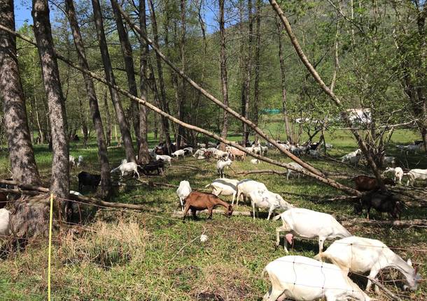 VA in giro tappa 5 Laveno Luino