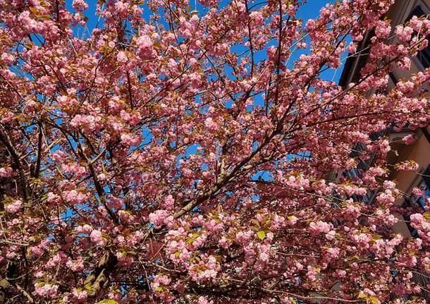 Fiori rosa, fiori di pesco…