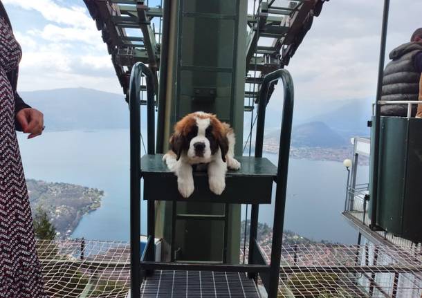 Zeus Funicolare del Lago Maggiore 