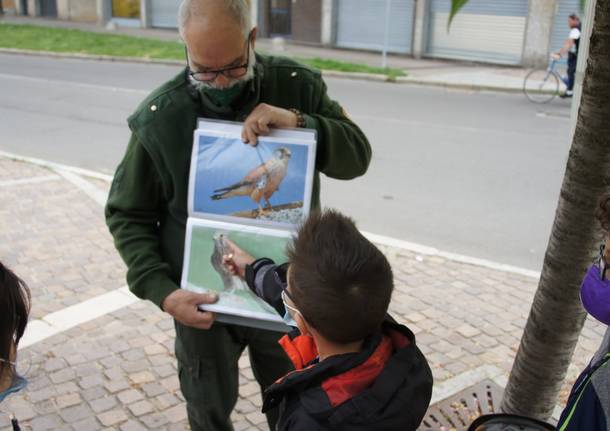 A Cislago bambini e maestre alla scoperta di gheppi e rondoni, ospiti speciali del castello di Cislago