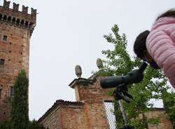 A Cislago bambini e maestre alla scoperta di gheppi e rondoni, ospiti speciali del castello di Cislago