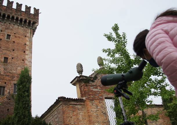 A Cislago bambini e maestre alla scoperta di gheppi e rondoni, ospiti speciali del castello di Cislago