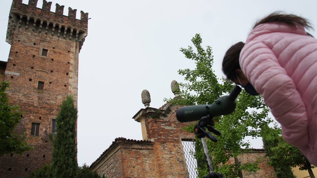 A Cislago bambini e maestre alla scoperta di gheppi e rondoni, ospiti speciali del castello di Cislago