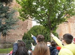 A Cislago bambini e maestre alla scoperta di gheppi e rondoni, ospiti speciali del castello di Cislago