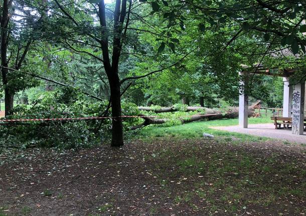 albero caduto parco castello legnano